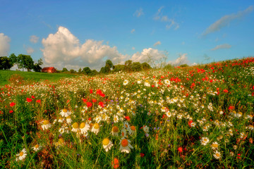 Wall Mural - Field of ripening cereal, Poland around the town of Sztum