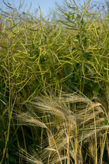 Wall Mural - Flourished rapeseed (Latin: Brassica napus) field with cloudy blue sky background.  It is the third-largest source of vegetable oil and second-largest source of protein meal in the world.