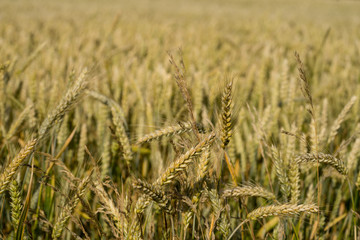 Wall Mural - Heads of a summer wheat (genus Triticum) in blurred background of the huge crop field. Evening with low sun that casts golden light over the field in wind. Mid July in Estonia, Europe.