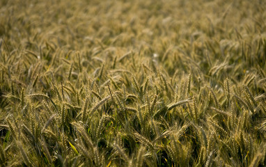 Wall Mural - Heads of a barley (Latin: Hordeum vulgare) in blurred background of the huge crop field. Early morning with low sun that casts golden light over the field in wind. Mid July in Estonia, Europe.