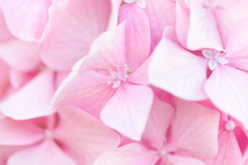 Wall Mural - Beautiful pink hydrangea flowers background. Natural soft pattern, close up.