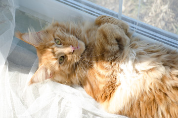 Wall Mural - Large red marble Maine coon cat lies on a white curtains