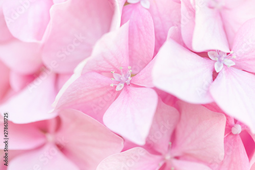 Beautiful pink hydrangea flowers background. Natural soft pattern, close up.