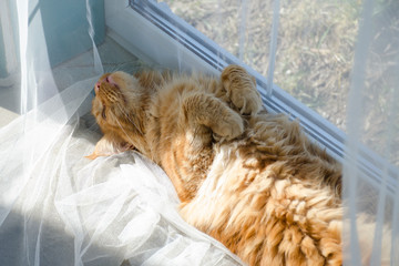 Wall Mural - Large red marble Maine coon cat lies on a white curtains and sleeps