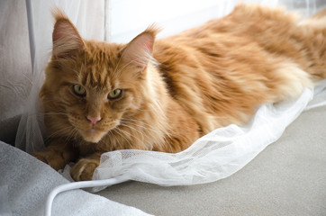 Wall Mural - Large red marble Maine coon cat lies on a white curtains