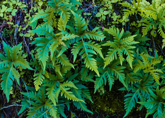 Wall Mural - Fir leaves pattern close up