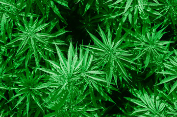 Cannabis sativa, marihuana leaves, photography of medical plant.