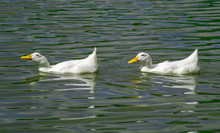 Group Of Large White Broiler, Pekin, Peking, Aylesbury, American Ducks On A Lake In A Row, Close Up Water Level View, Showing White Feathers And Yellow Beaks.