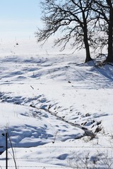 Winter Gully and Trees