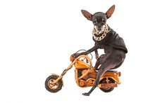 A Small Dog Sitting Astride A Toy Motorcycle. Dog Biker. Luxury Dog Outfit. Dog With Gold Chains Around His Neck. Dogs Breed Prague Ratter. Pocket Dogs. Pets.