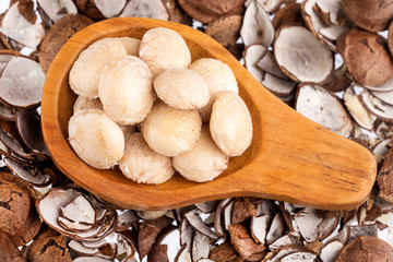 Dried seeds of sacha fruit - Inchi peanuts - Plukenetia volubilis. White background