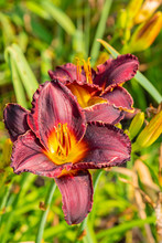 Red And Yellow Daylilies In Garden