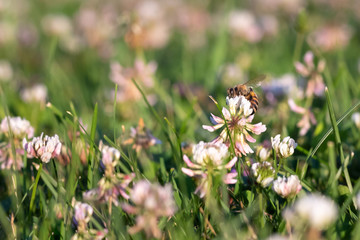 Wall Mural - bee collecting pollen in the sunlight