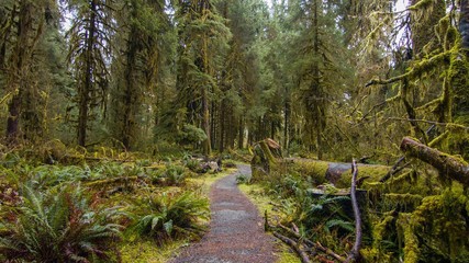 path in forest