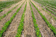 © Margaret Burlingham - Looking down at soybeans planted into a cereal rye cover crop.