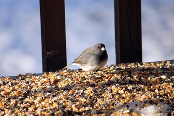 Wall Mural - chubby Junco