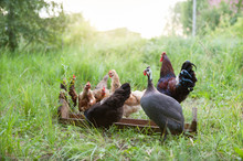 Feeding Of Free Range Poultry. Grey-mottled Guinea Fowl, Rooster And Chicken Eat Feed From The Trough In The Grass