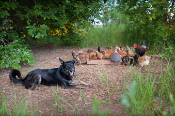 Wall Mural - Mongrel black dog lying down on the background of feeding chickens