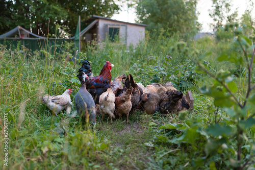 Rooster Chicken And Guinea Fowl Eat Feed From The Feeder On The