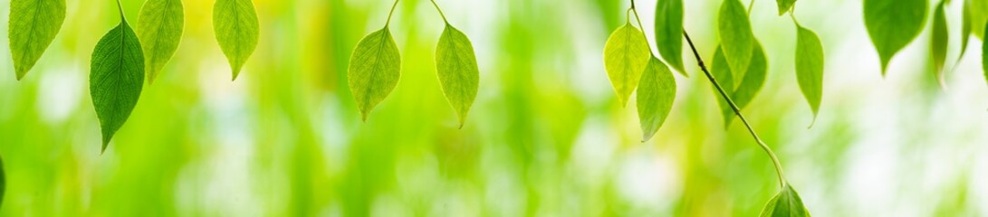Wall Mural - green leaf, a leafy shade, panoramic view of green leaf on green bokeh background