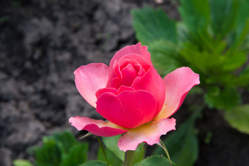 Wall Mural - Beautiful little pink rose in the summer garden