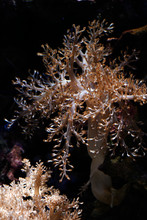 Sea Anemones In Detail On Rock Under Water.