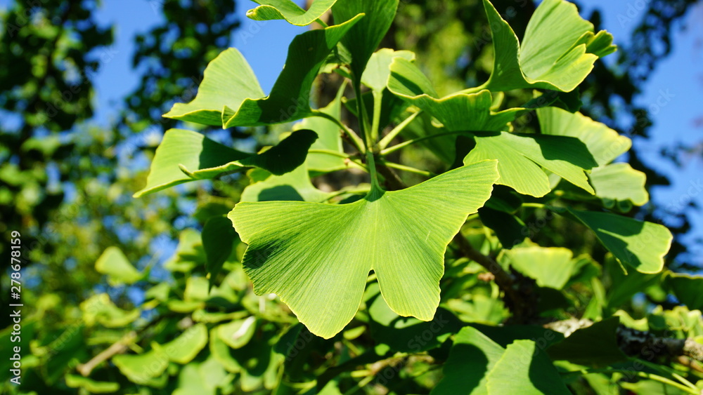 Ginkgo biloba branch with green fan-shaped leaves close up. Commonly ...