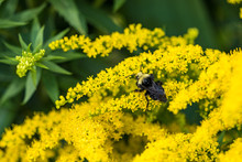 One Bumble Bee Pollinating On Yellow Goldenrod Flower Under The Shade In The Garden
