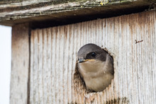Cute Swallow Chick Pop Its Head Out Of The Bird House Staring At You