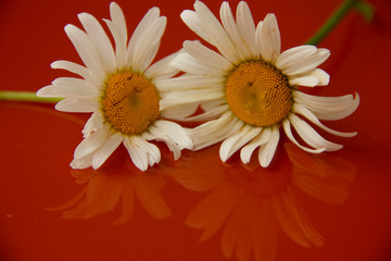 natural background. two daisies lie on a reflective orange surface. picked flowers at home.