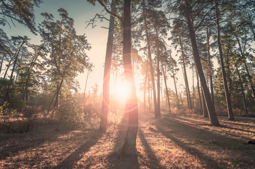 Poster - Morning in the forest.