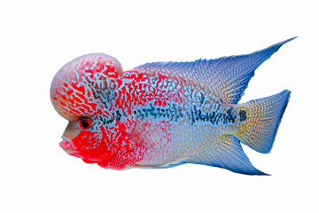 Beautiful fish flowerhorn objects isolated cichlid red pearl big hump head pet animal hobbyist on white background