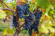 Blaue Weintrauben in den Weinbergen des Rheingaus
