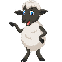 Cute Sheep Cartoon Posing Isolated On White Background 
