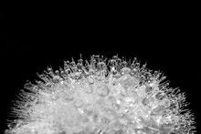 Close Up Of Dew Drops On A Dandelion, Black And White