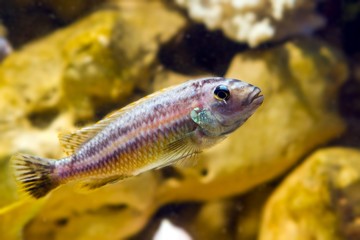 lake Malawi Maingano cichlid, mbuna Melanochromis fish species in pseudo marine aquarium with natural looking stone background, beautiful freshwater aqua design