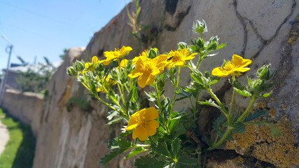 Pure beauty and environmental friendliness, on the wall in the fence grew green beautiful plants and yellow flowers, the wall next to the road, environmental protection, a place to copy the text