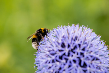 Wall Mural - Hummel auf violetter kugeliger Distelblüte