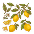 © Maria - Lemon colored botanical illustration. Engraved style. Vector illustration