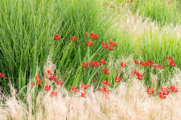 Wall Mural - Hintergrund von roten Blumen vor gelbem und grünen Gras