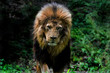 Lion walking portrait
