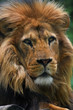 Lion Portrait close up