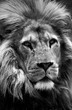 Lion portrait black and white