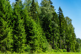 Fototapeta Las - Evergreen Christmas trees in ecologically clean forest against blue sky. Among evergreen trees are deciduous. Rest and enjoyment. Relaxation and meditation. Beauty of Russian nature in Moscow region.