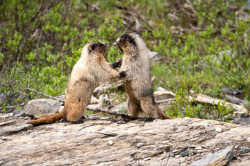 Wall Mural - two marmots on hind legs 