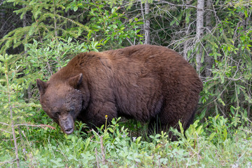 Wall Mural - Big Brown Grizzly Bear on edge of woods 