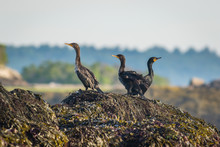 Trio Of Double-Crested Comorants (Phalacrocorax Auritus) Perched On Rocks Covered With Seaweed On A Sunny Summer Morning, Muscongus Bay, Maine