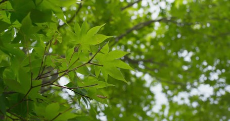 Wall Mural - green maple leave at summer time