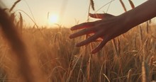 Male Hand Touching A Golden Wheat Ear In The Wheat Field.  Young Man's Hand Moving Through Wheat Field. Boy's Hand Touching Wheat During Sunset. Slow Motion. 4k Footage.