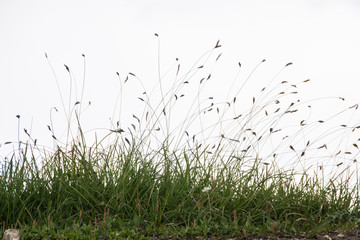 grass in the wind